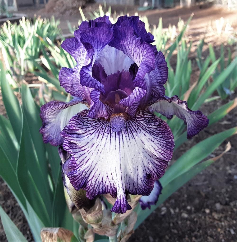 Photo of Tall Bearded Iris (Iris 'Autumn Circus') uploaded by Bitoftrouble