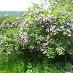 Location: Riverview, Robson, B.C.
Date: 2009-05-26
- A huge cluster of bushes envelopes us with fragrance.