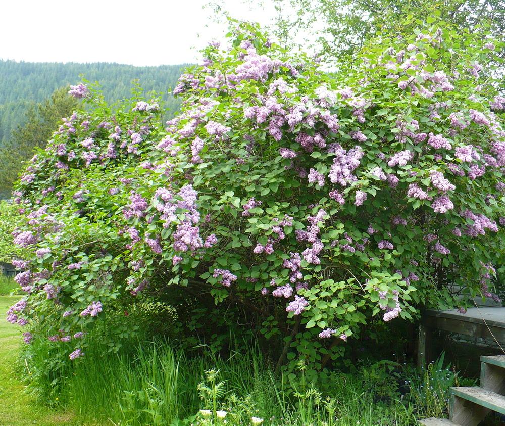 Photo of Lilac (Syringa vulgaris 'Belle de Nancy') uploaded by HemNorth