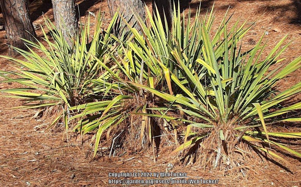 Photo of Adam's Needle (Yucca filamentosa) uploaded by WebTucker