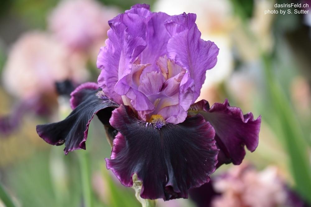 Photo of Tall Bearded Iris (Iris 'Made of Magic') uploaded by sunnyvalley