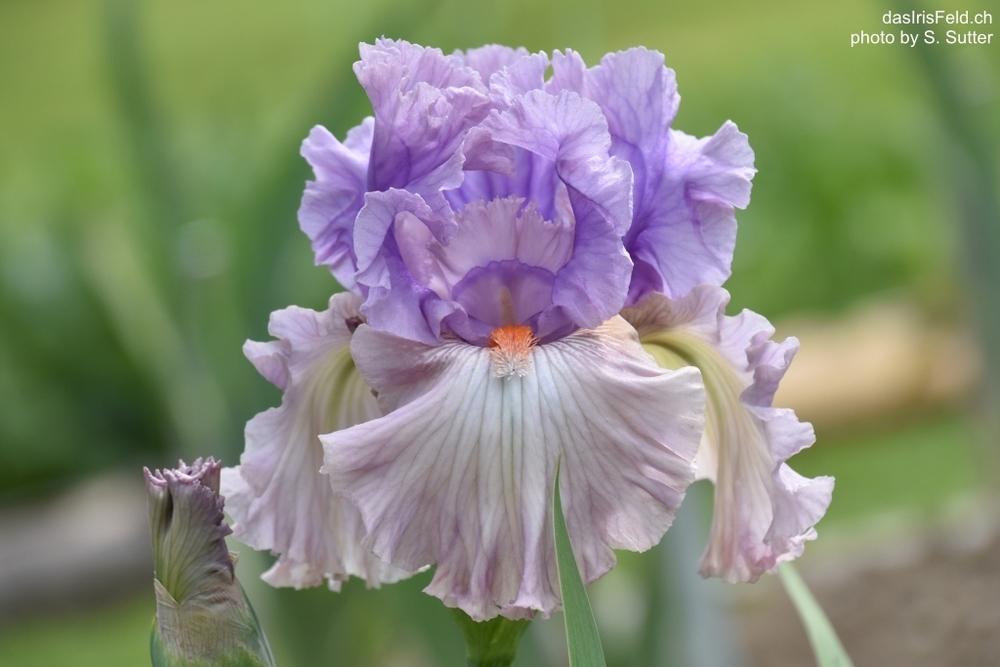 Photo of Tall Bearded Iris (Iris 'Modern Woman') uploaded by sunnyvalley