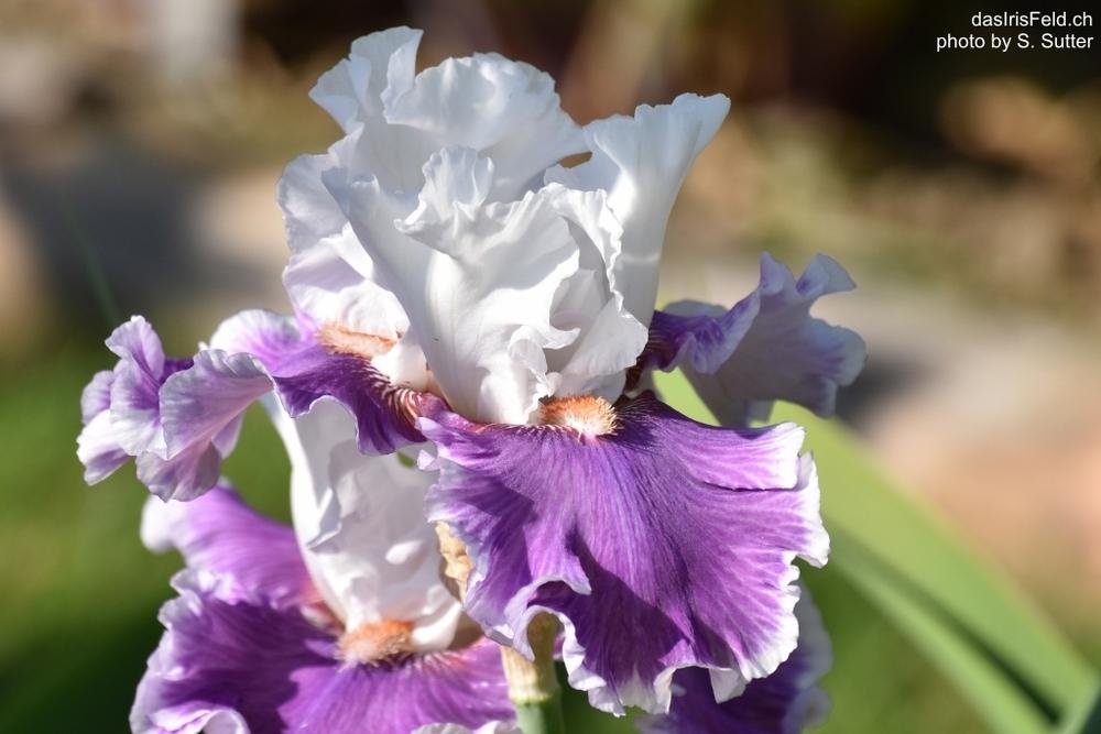 Photo of Tall Bearded Iris (Iris 'Pamper Me') uploaded by sunnyvalley