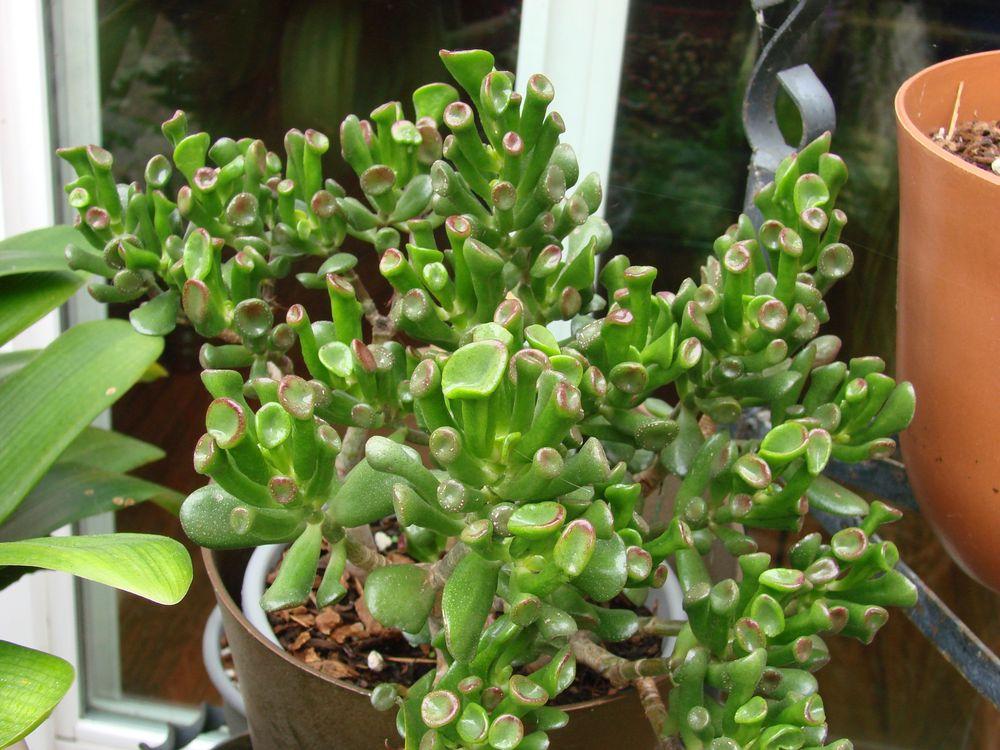 Photo of Jade Plant (Crassula ovata 'Ogre Ears') uploaded by Joy