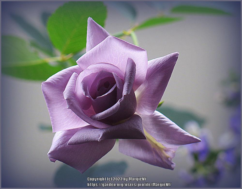 Photo of Rose (Rosa 'Blue Skies') uploaded by MargieNY