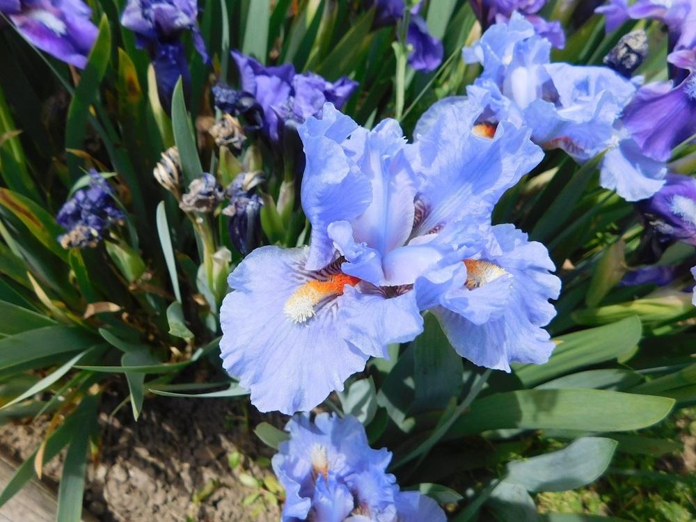 Photo of Standard Dwarf Bearded Iris (Iris 'Fires of Fiji') uploaded by gardenglassgems