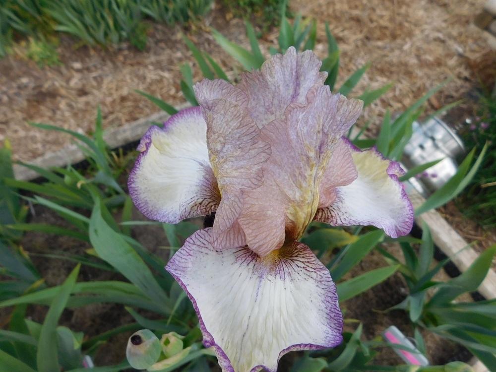 Photo of Tall Bearded Iris (Iris 'Las Vegas') uploaded by gardenglassgems