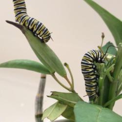 Location: Tampa, Florida
Date: 2022-01-19
Monarch Caterpillar: I'm on top of the….seedpod!"