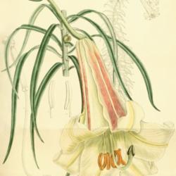 
Date: c. 1892
illustration by J. N. Fitch from 'Curtis's Botanical Magazine', 1