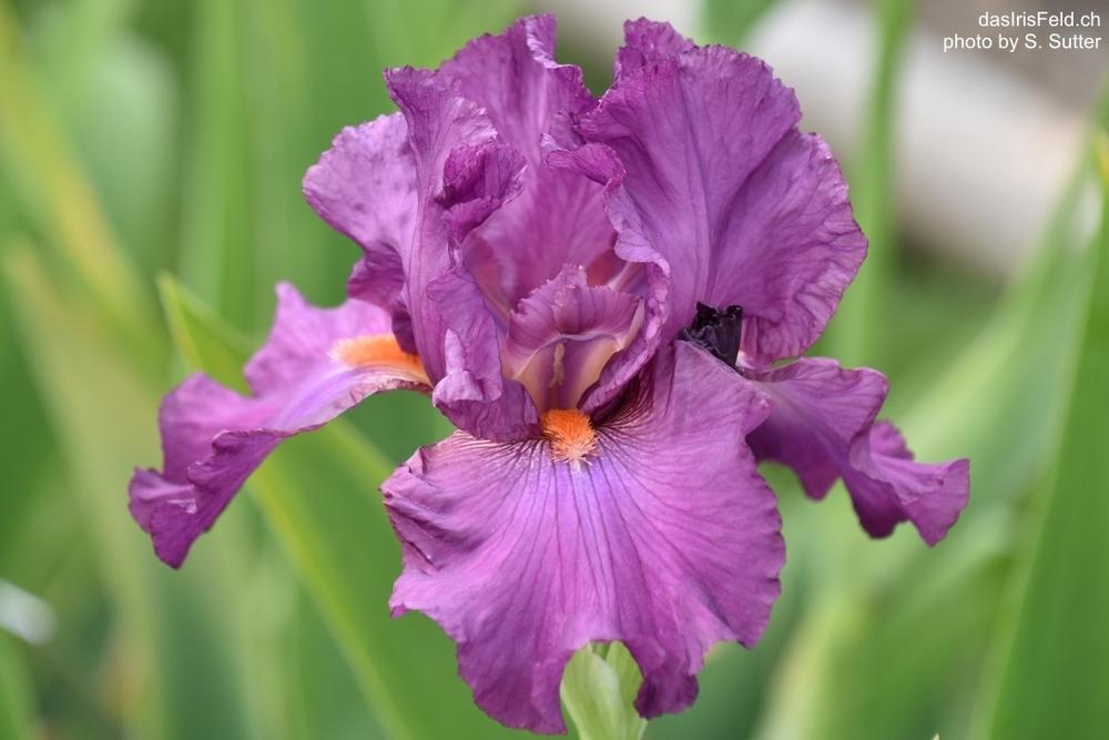 Photo of Tall Bearded Iris (Iris 'Sheer Ecstasy') uploaded by sunnyvalley