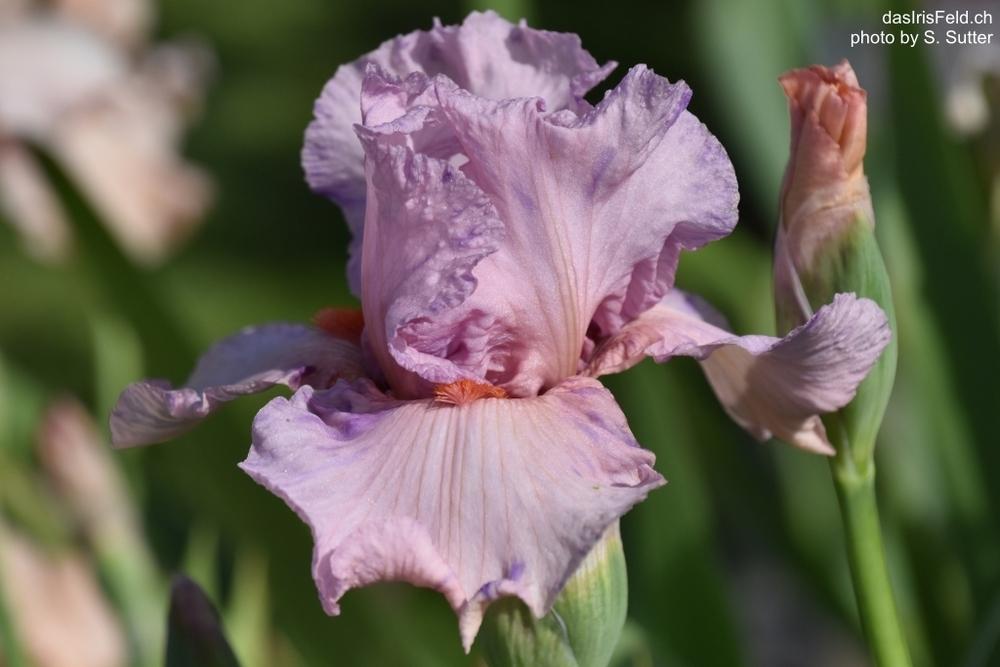 Photo of Tall Bearded Iris (Iris 'Rosa Vanitosa') uploaded by sunnyvalley