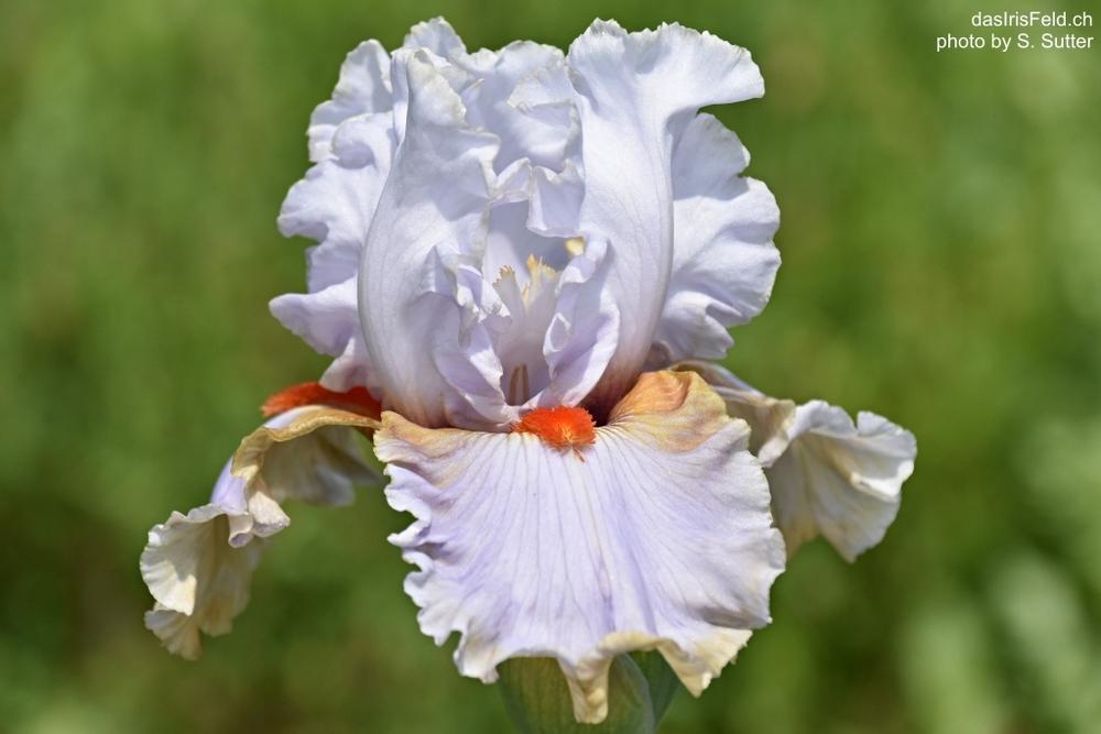 Photo of Tall Bearded Iris (Iris 'Scented Wonder') uploaded by sunnyvalley