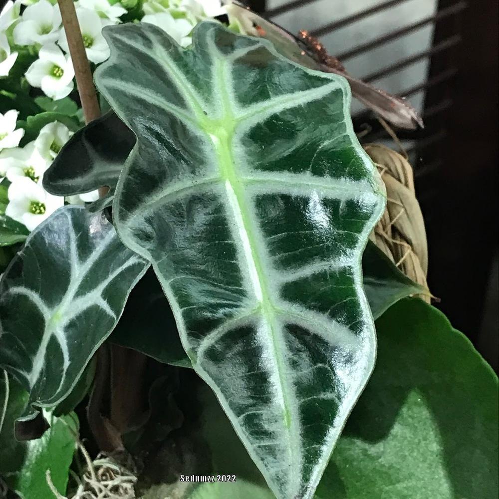 Photo of African Mask (Alocasia 'Polly') uploaded by sedumzz