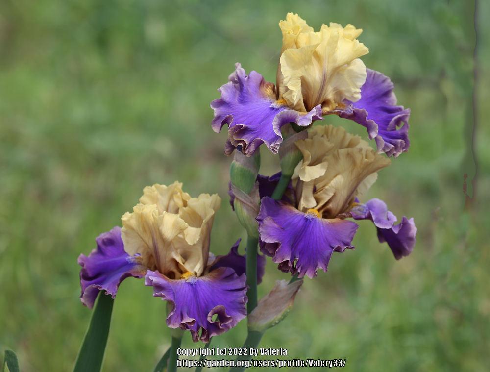 Photo of Tall Bearded Iris (Iris 'First Avenue') uploaded by Valery33