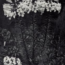 Location: 89 Lilies From One Bulb in Louisville, Kentucky
Date: c. 1936
photo from the 1936 catalog, John Scheepers, New York City, NY