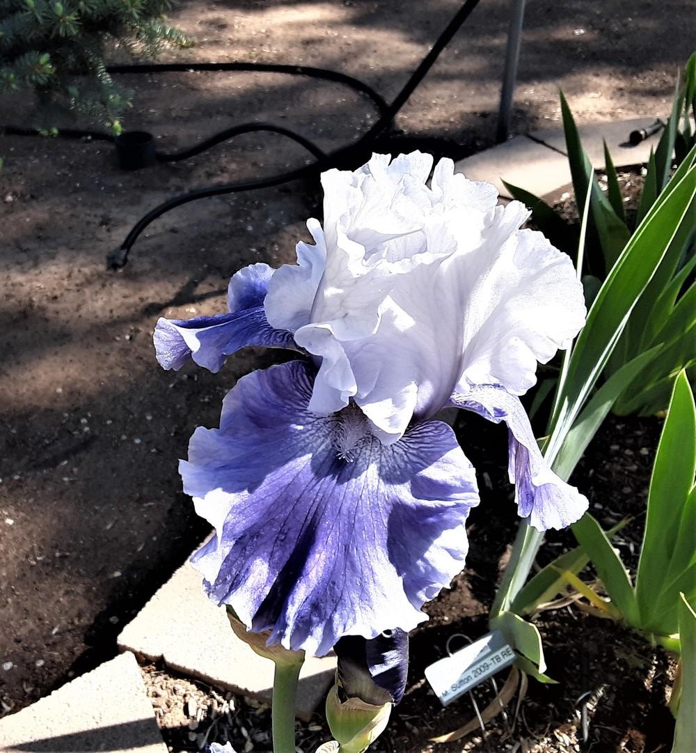 Photo of Tall Bearded Iris (Iris 'Mariposa Skies') uploaded by Bitoftrouble