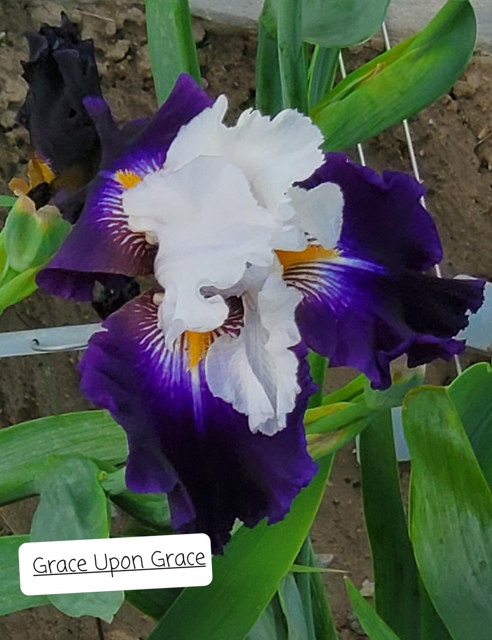 Photo of Tall Bearded Iris (Iris 'Grace upon Grace') uploaded by MONTANALisa