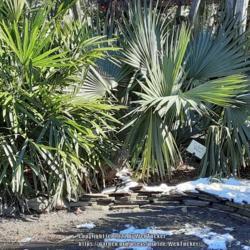 Location: Southern Pines, NC (at Gulleys)
Date: January 23, 2022
Cabbage palm #89, RAB p. 255, 31-2-2; LHB p. 169, 27-8-2, "Name u
