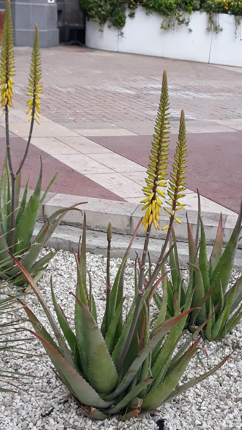 Photo of Aloe Vera (Aloe vera) uploaded by skopjecollection