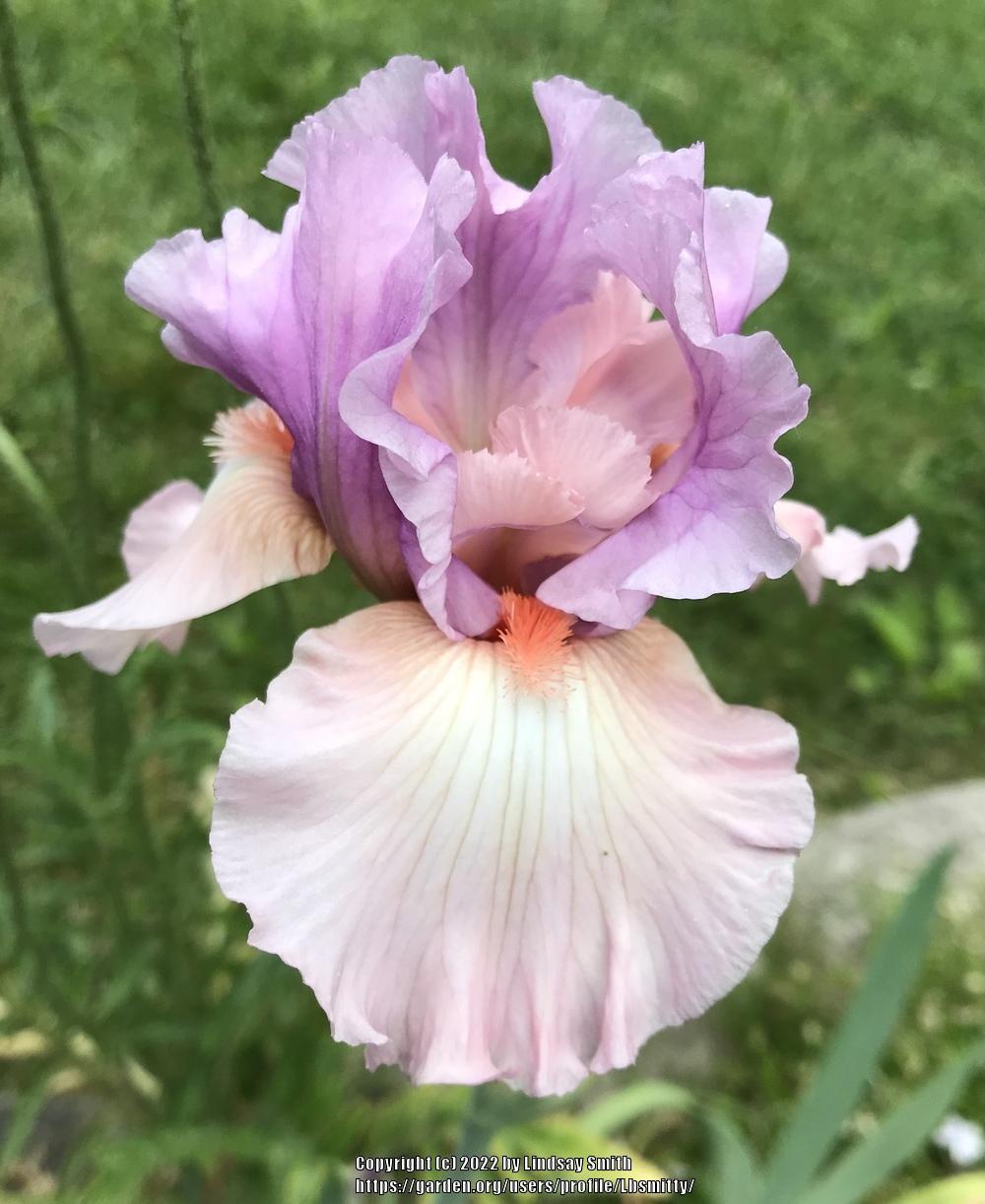 Photo of Tall Bearded Iris (Iris 'Spring Tidings') uploaded by Lbsmitty
