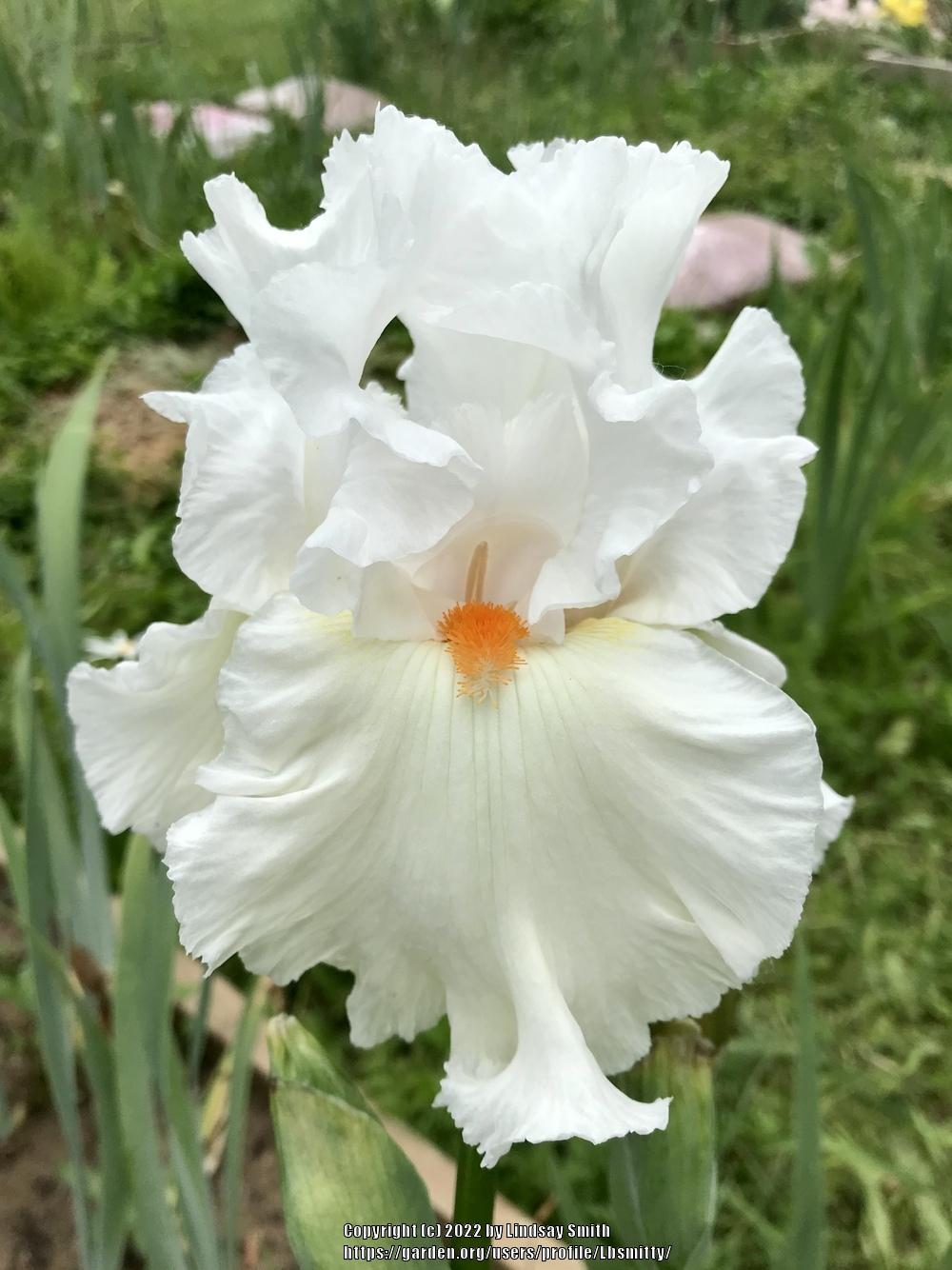 Photo of Tall Bearded Iris (Iris 'Lark Ascending') uploaded by Lbsmitty