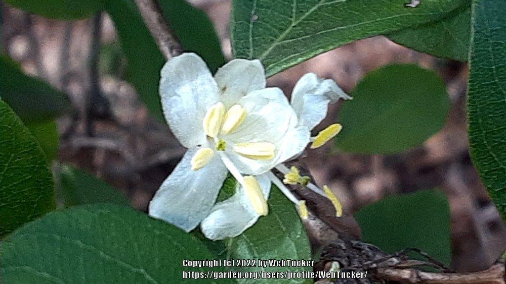 Photo of Winter Honeysuckle (Lonicera fragrantissima) uploaded by WebTucker