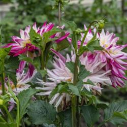 Location: Dahlia Hill, Midland, Michigan
Date: 2019-08-15
Blooms show hints of yellow when viewed from the side.