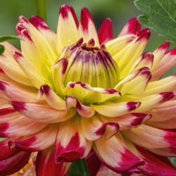 Location: Dahlia Hill, Midland, Michigan
Date: 2019-08-15
An intimate look at one of the blooms