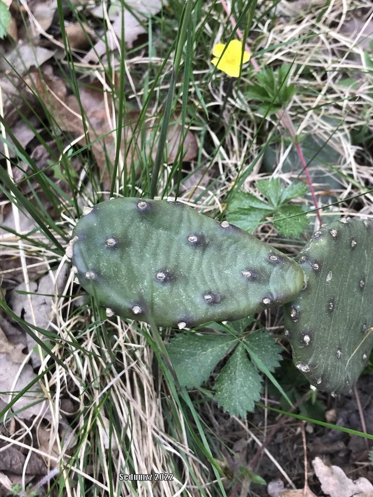 Photo of Eastern Prickly Pear (Opuntia humifusa) uploaded by sedumzz