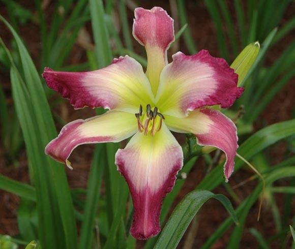 Photo of Daylily (Hemerocallis 'Confessions of a Hemaholic') uploaded by shive1