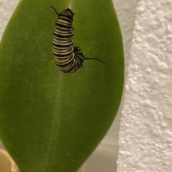Location: Tampa, Florida
Date: 2022-01-27
Monarch Caterpillar on rescue Moth Orchid leaf.