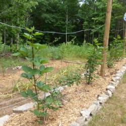 Location: my garden in Dawsonville, GA (zone 7b north Geogia mountains)
Date: 2014-06-01
2 months after transplanting 1-gallon plants