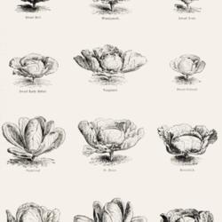 
Date: c. 1879
illustration of old Cabbage varieties (part 2) from 'The Garden',