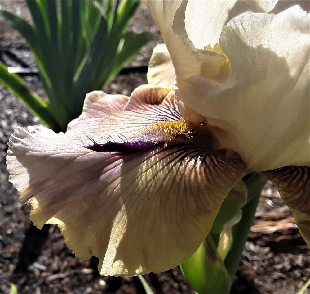 Photo of Tall Bearded Iris (Iris 'Thornbird') uploaded by Bitoftrouble
