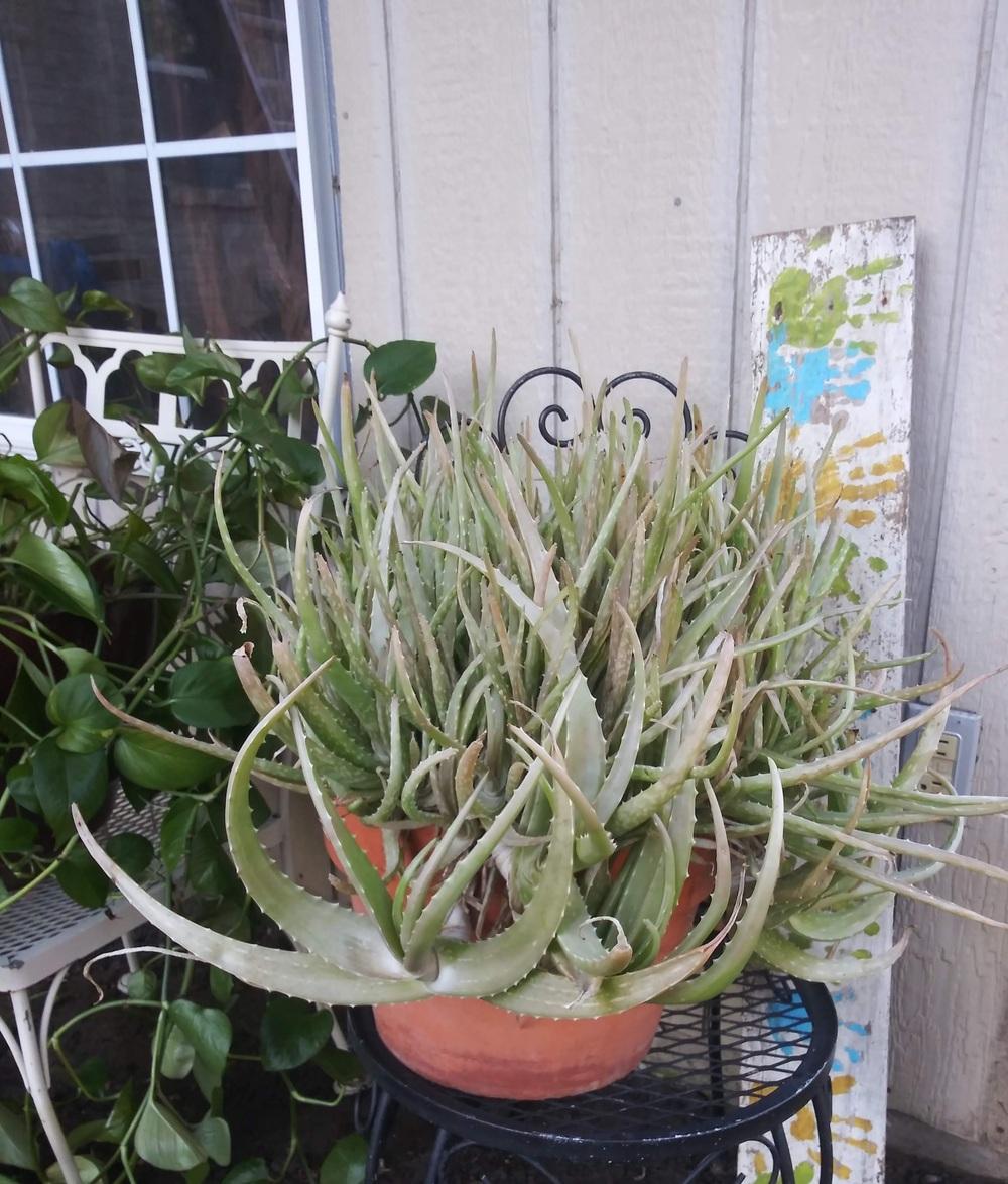 Photo of Aloe Vera (Aloe vera) uploaded by Daisysdaughter