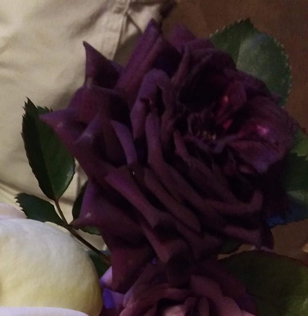 Photo of Rose (Rosa 'Ebb Tide') uploaded by Daisysdaughter