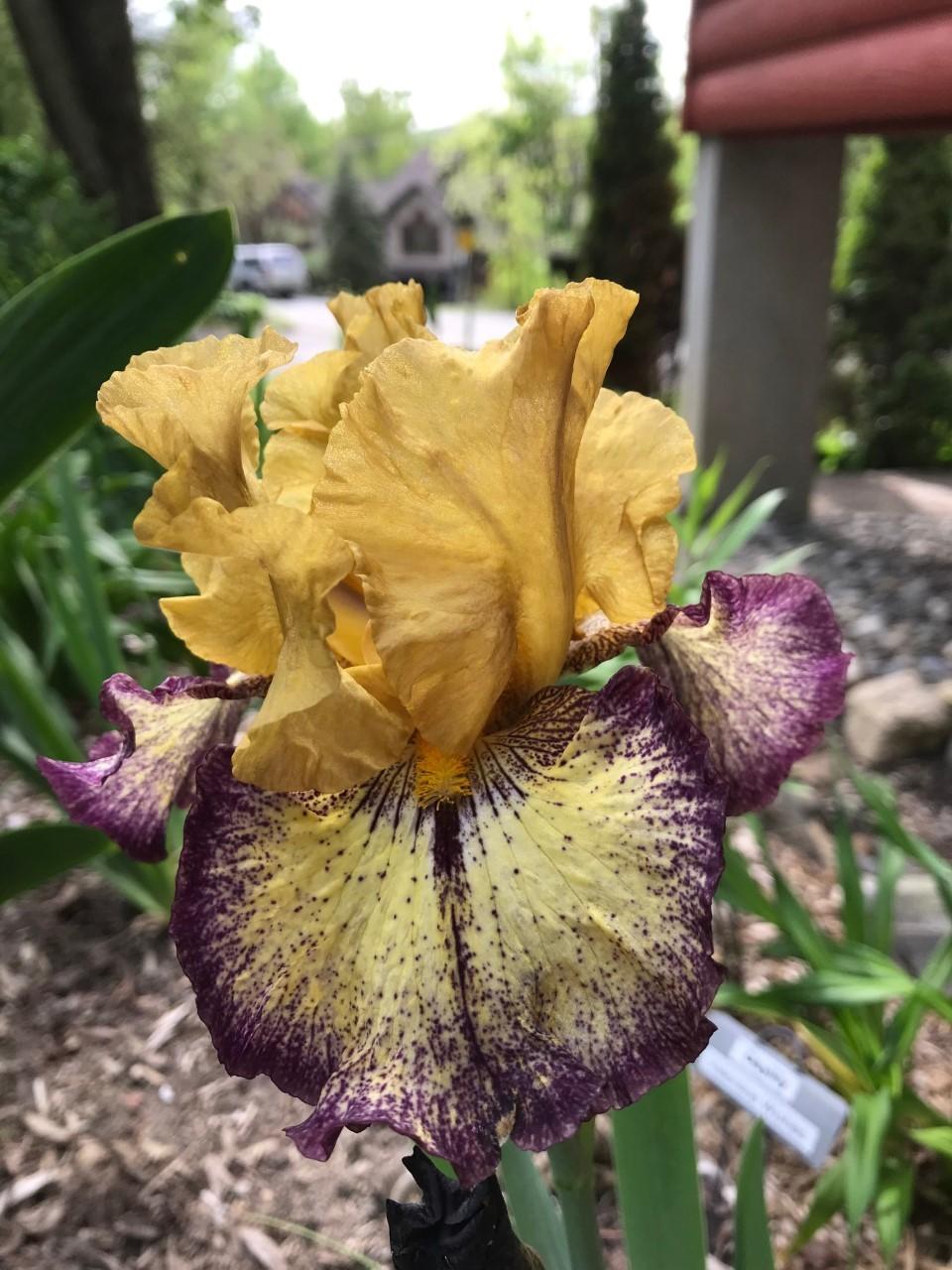 Photo of Tall Bearded Iris (Iris 'Aggressively Forward') uploaded by Jpari