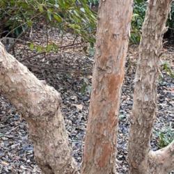 Location: Raulston Arboretum Raleigh NC
Date: 2022-01-25
Shaggy bark on mature limbs