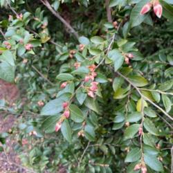 Location: Raulston Arboretum Raleigh NC
Date: 2022-01-25
Plant listed as C. transnokoensis, a synonym