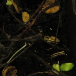 Location: Toronto, Ontario
Date: 2022-01-28
Siraitia grosvenorii seeds germination.