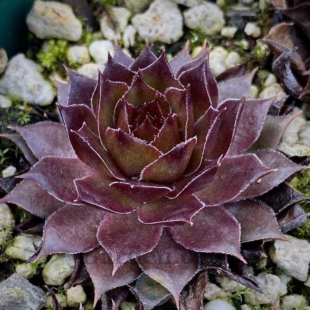 Photo of Hen and Chicks (Sempervivum 'Rebell') uploaded by springcolor