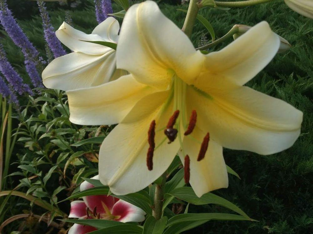 Photo of Lily (Lilium 'Conca d'Or') uploaded by Joy
