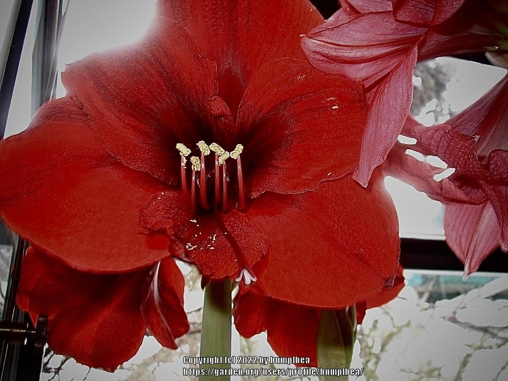 Photo of Amaryllis (Hippeastrum 'Red Lion') uploaded by bumplbea