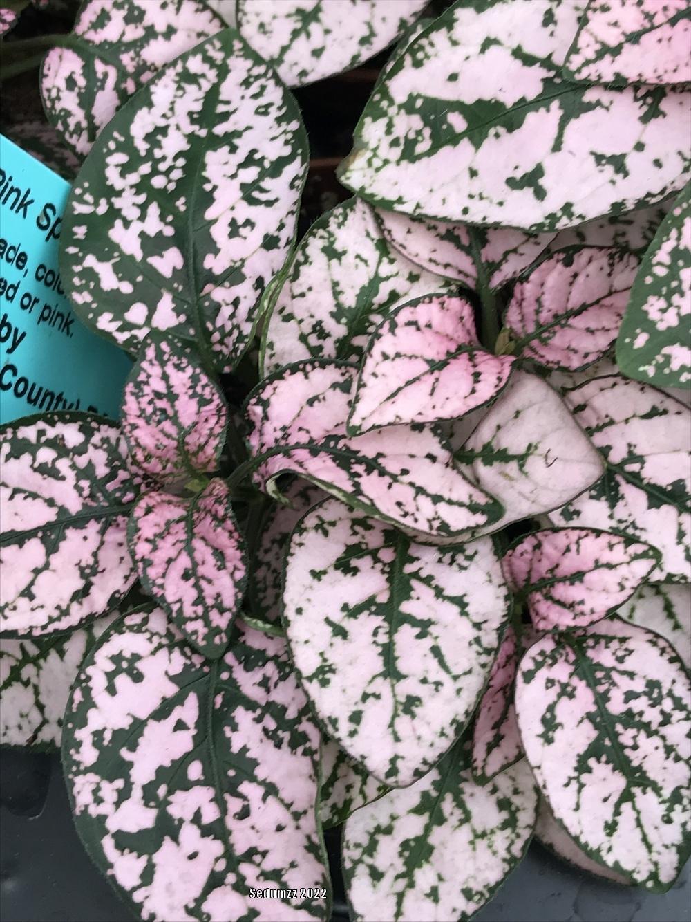 Photo of Polka-dot Plant (Hypoestes phyllostachya 'Splash Pink') uploaded by sedumzz
