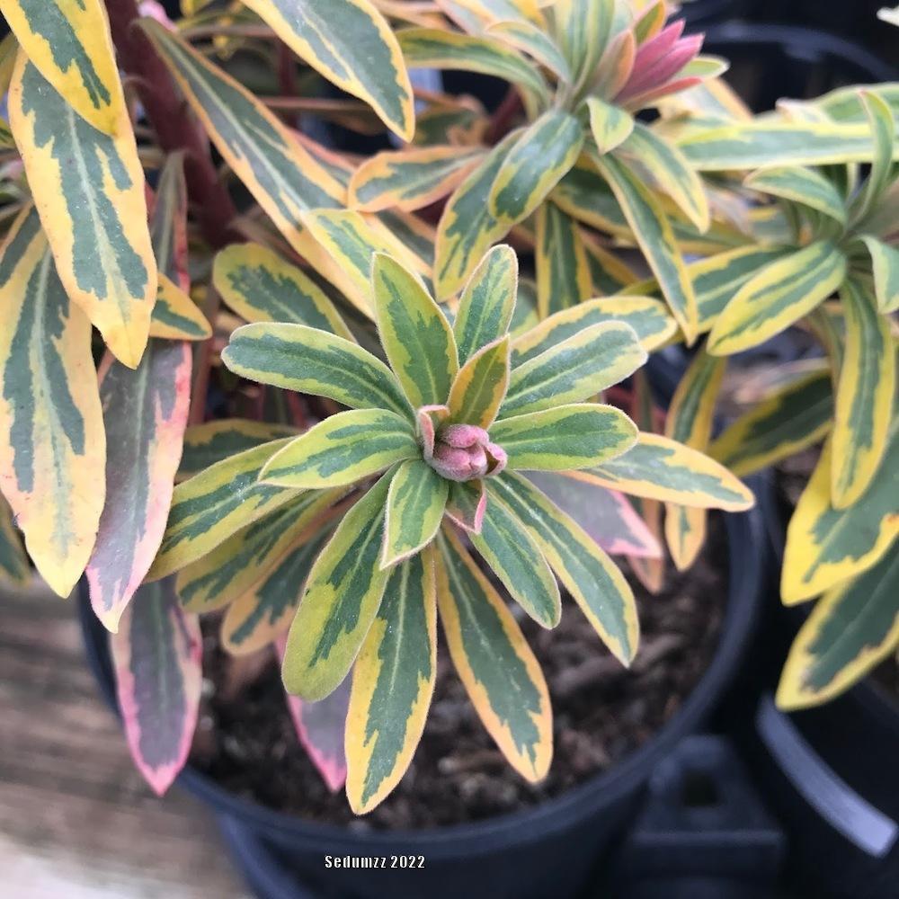 Photo of Euphorbia (Euphorbia x martini 'Ascot Rainbow') uploaded by sedumzz