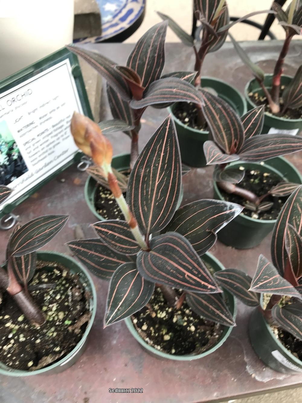 Photo of Jewel Orchid (Ludisia discolor) uploaded by sedumzz