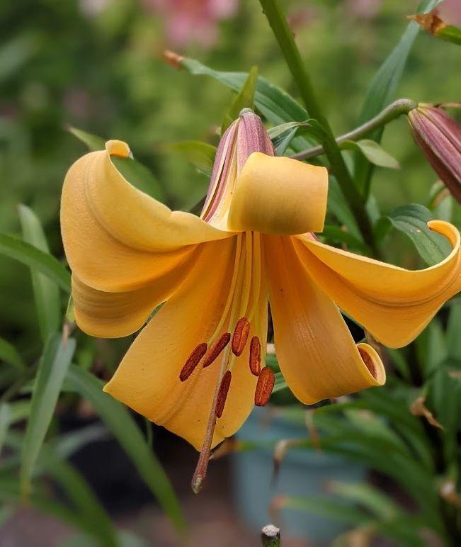 Photo of Lily (Lilium African Queen) uploaded by Joy