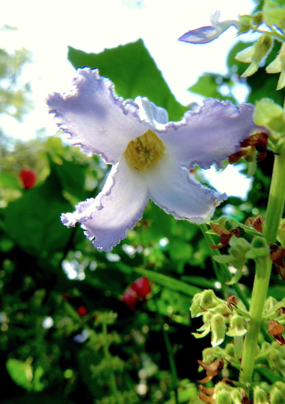 Photo of Clematis (Clematis crispa) uploaded by scvirginia