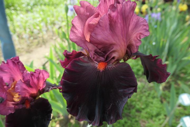 Photo of Tall Bearded Iris (Iris 'Wearing Rubies') uploaded by Caruso