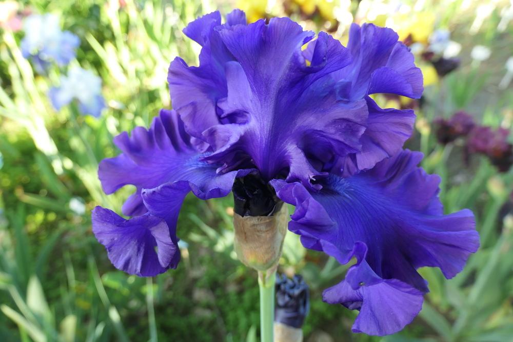 Photo of Tall Bearded Iris (Iris 'Purple Ritz') uploaded by Caruso